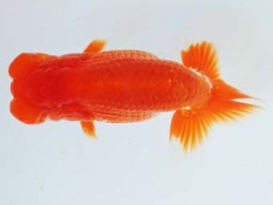 尾張優魚会　西取締　小濱照明　三重