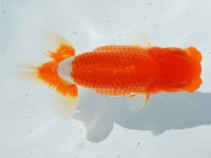 尾張優魚会　濱田英明　和歌山