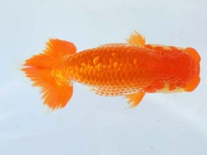 尾張優魚会　西大関　鎌田芳男　稲沢