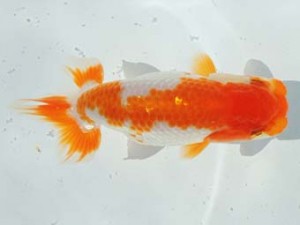 尾張優魚会　東取締　富岳雄一　新潟