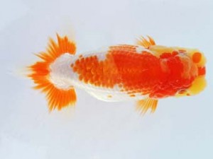 尾張優魚会　西取締　林　達夫　一宮