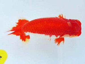 尾張優魚会　西大関　川口　功　尾張