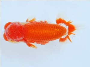 尾張優魚会　立行司　辻　敏秋　那智勝浦