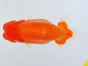 尾張優魚会　東取締　加藤安正　高浜