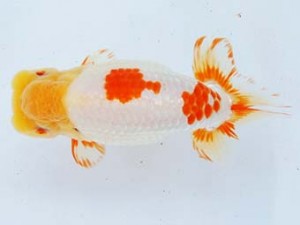 尾張優魚会　西取締　稲葉信泰　美浜