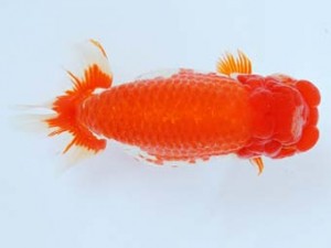 尾張優魚会　東大関　川口敦司　稲沢