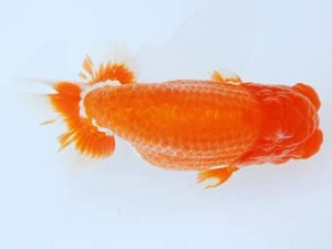 尾張優魚会　西大関　稲葉信泰　美浜