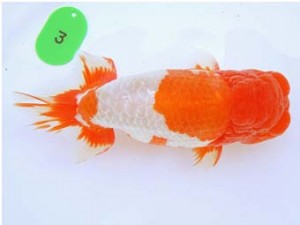 尾張優魚会　立行司　大河内正行　津