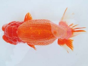 尾張優魚会　東取締　林　達夫　一宮