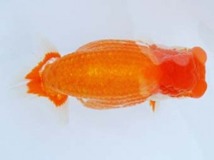 尾張優魚会　西取締　高津晴彦　可児