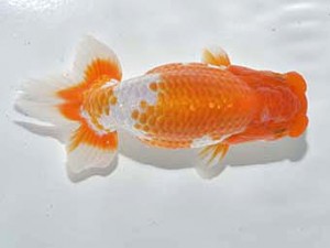 楽友らんちう会　東大関　大久保義彰　千葉