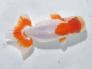 楽友らんちう会 勧進元一 樫村正彦　千葉