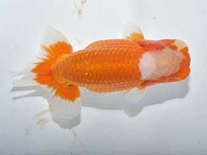 楽友らんちう会 勧進元二　佐藤昌央　立石