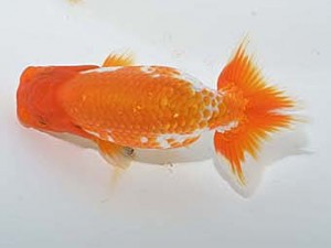 楽友らんちう会 行司一　森山禎紀　足立