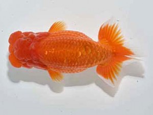 楽友らんちう会 行司二　田中　淳　品川