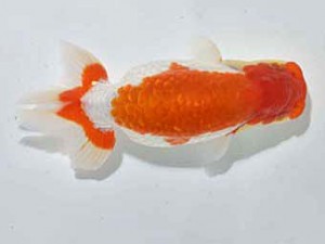 楽友らんちう会 行司三　小串章生　横浜