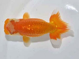 楽友らんちう会 脇行司一　田中　淳　品川