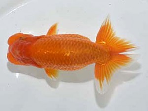 楽友らんちう会 脇行司二　佐藤昌央　立石