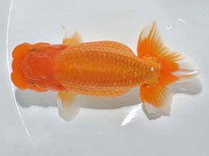 楽友らんちう会　西大関　矢ケ崎伸司　堀切