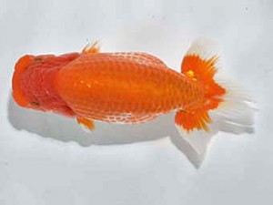 楽友らんちう会　立行司　小山高弘　東四つ木