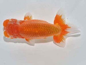 楽友らんちう会　取締一　大久保義彰　千葉