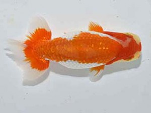 楽友らんちう会　取締二　森山禎紀　足立