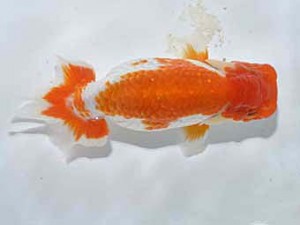 楽友らんちう会 東関脇　小串章生　横浜