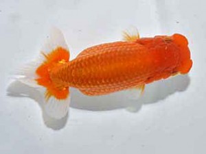 楽友らんちう会 西関脇　稲村俊明　千代田