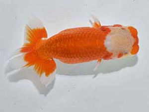 楽友らんちう会 東小結　金野一昭　市川