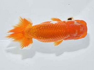 楽友らんちう会 西小結　木村文夫　水元