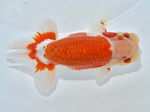 楽友らんちう会　東大関　大久保義彰　千葉