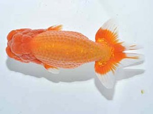 楽友らんちう会　西大関　林　和明　足立