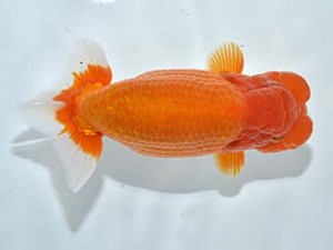 楽友らんちう会　立行司　森山禎紀　足立