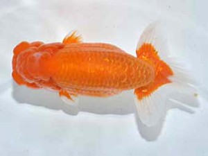 楽友らんちう会　取締一　大久保義彰　千葉