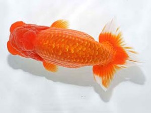 楽友らんちう会　取締二　森山禎紀　足立