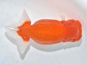 楽友らんちう会　東大関　稲村俊明　千代田