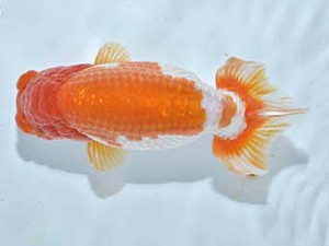 楽友らんちう会　西大関　小串章生　横浜