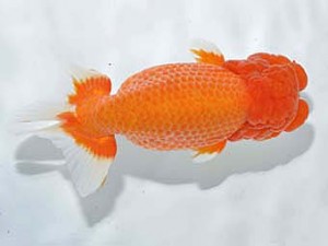 楽友らんちう会　立行司　林　和明　足立