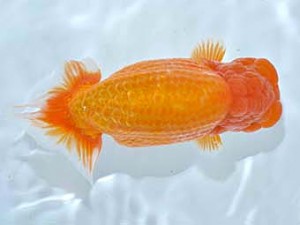 楽友らんちう会　取締一　山田隆夫　東堀切