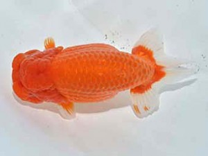 楽友らんちう会　取締二　林　和明　足立