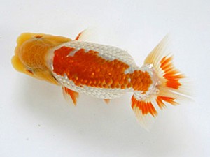 研究会　東大関　佐々木勝利　松山