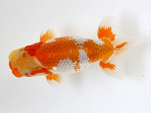 研究会　西大関　佐々木勝利　松山
