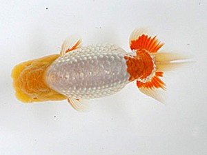 研究会　立行司　佐々木勝利　松山