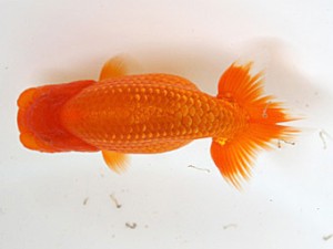 研究会　取締一　瀬野正樹　徳島