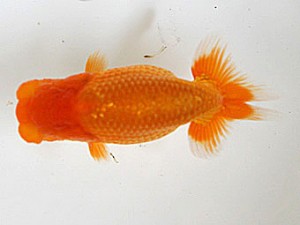 研究会　取締二　井門　圭　砥部