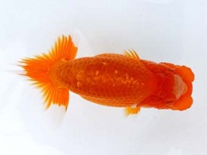 研究会　一位　大竹俊雄