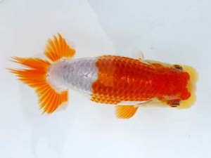 研究会　三位　中村正志