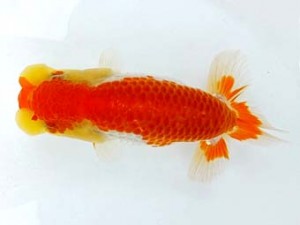 研究会　四位　中村正志