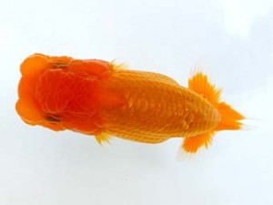 研究会　五位　並木辰夫