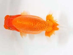 日蘭佐賀　西大関　小野裕基　大分B